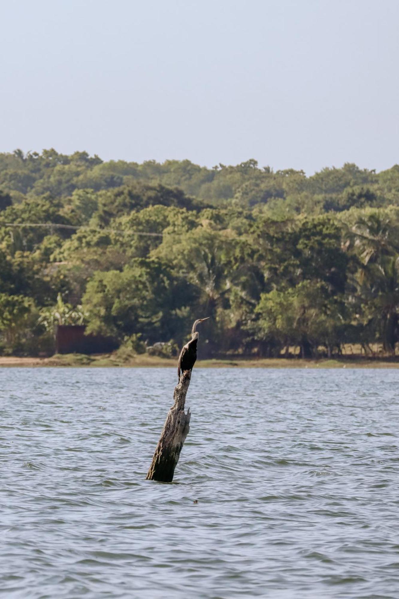 Saffron Lake Yala Tissamaharama Exterior photo